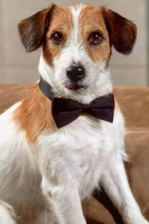 Moose the Dog