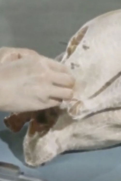 Let's Talk Turkey (1955) poster