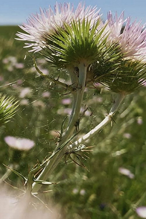 Fiori, Fiori, Fiori! (2020) poster