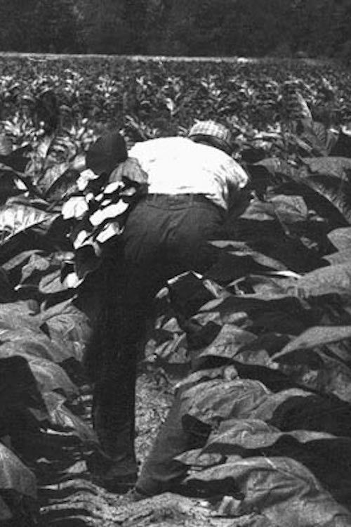 The Back-breaking Leaf (1959) poster