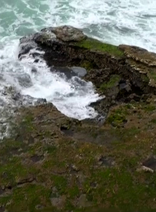 For The Birds (2012) poster