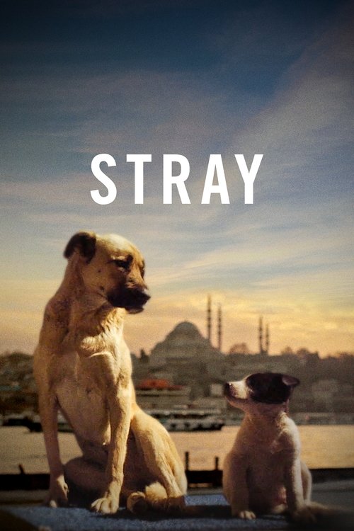 Stray (2021) poster