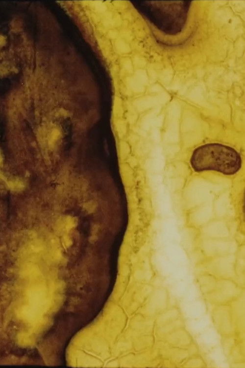 The Mulch Spider’s Dream (2018) poster