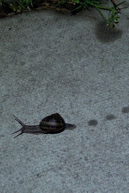 Toad Dance (2022) poster