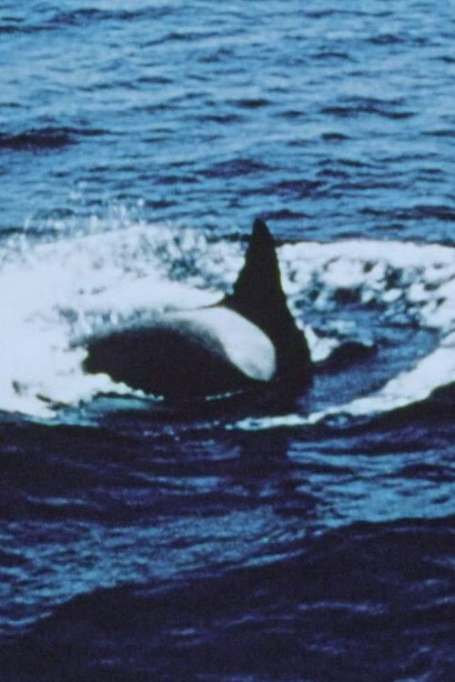 Cold Holy Water (2019) poster