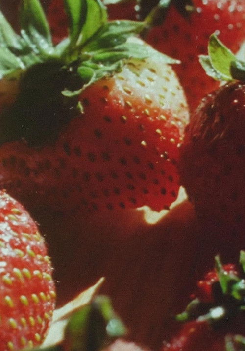 Our Summer Made Her Light Escape (2013) poster