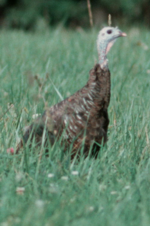 Autumn Evening (2022) poster