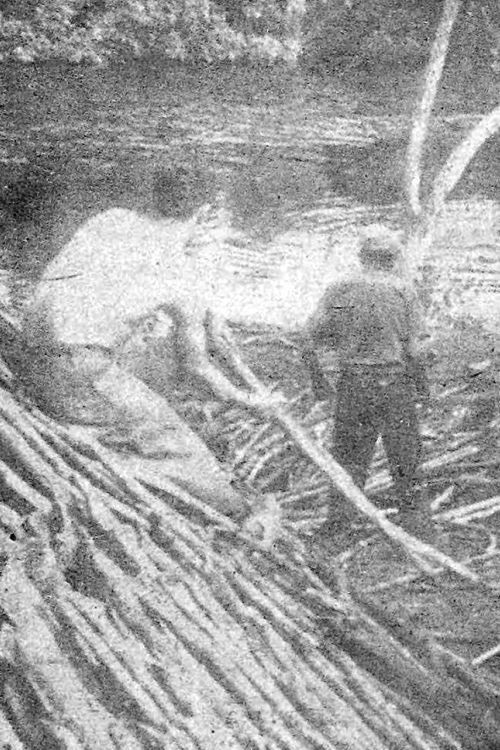 Tierra Olvidada (1960) poster