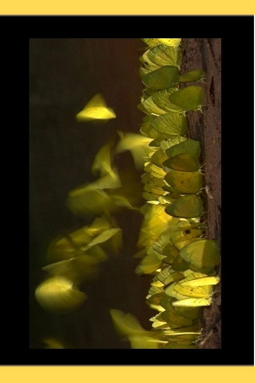 Phipop (2005) poster