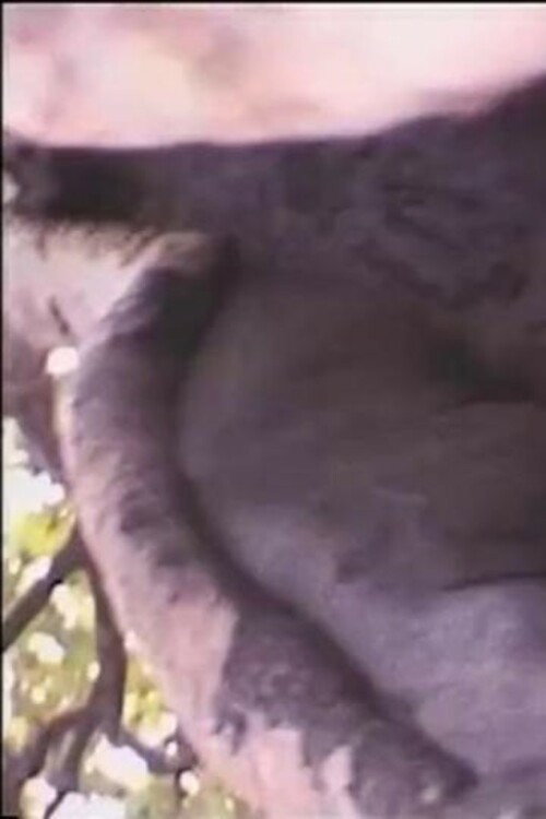 Béton armé contre dame nature (1999) poster