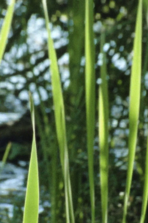 Wasserpflanzen (2017) poster