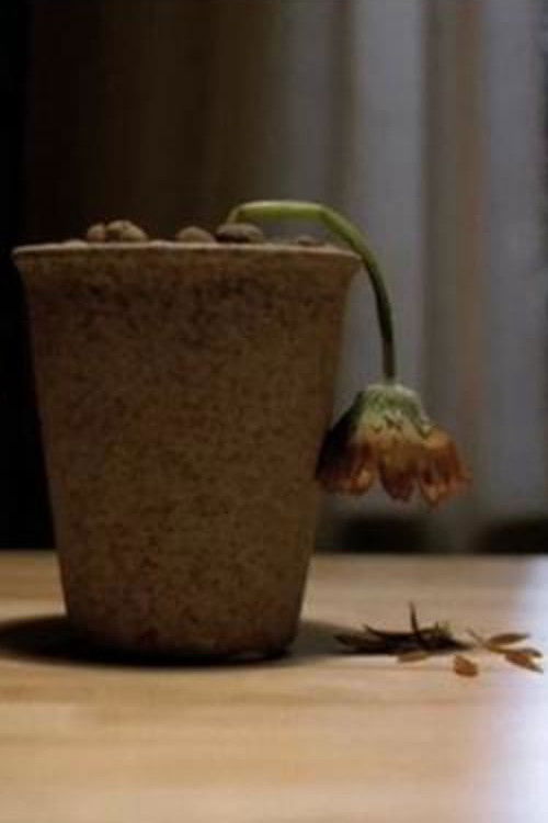 Flower Beloved (2006) poster