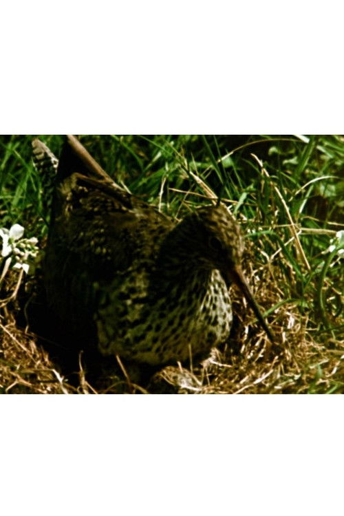 Winged Knights poster