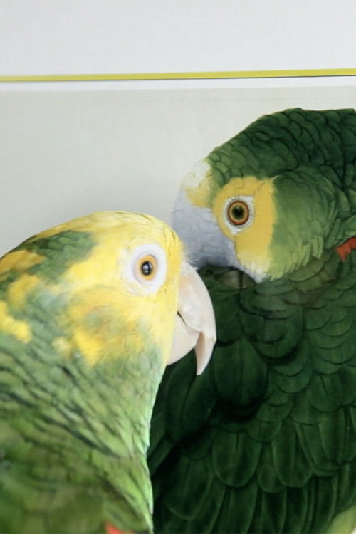 Babash (2014) poster