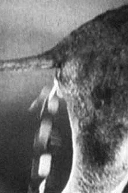 Tischlein deck dich, Eselein streck dich, Knüppel aus dem Sack (1921) poster