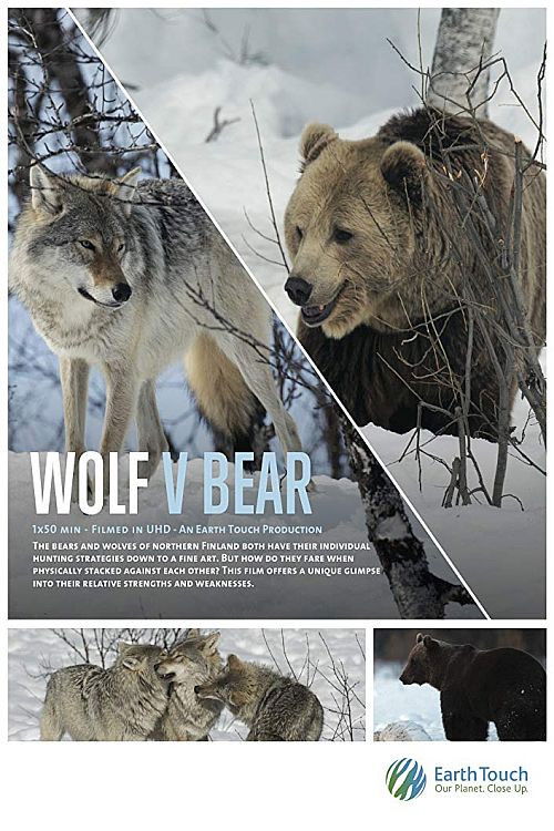 Wolf vs Bear (2019) poster