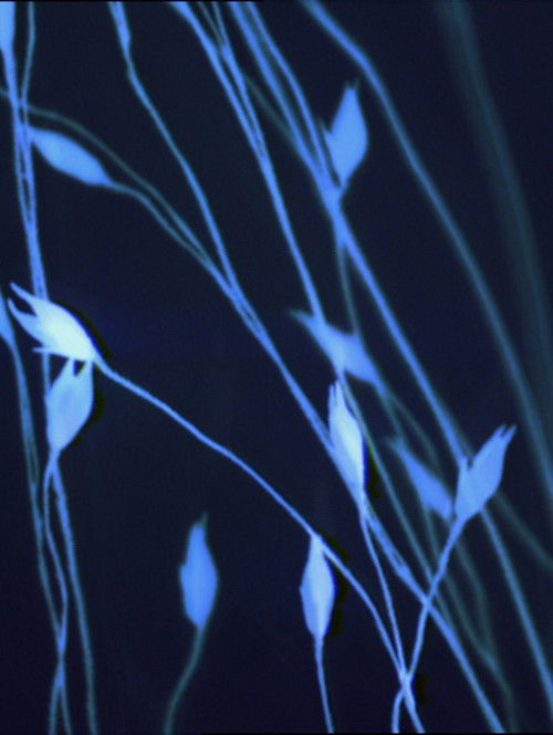 Feuerhaus (1998) poster