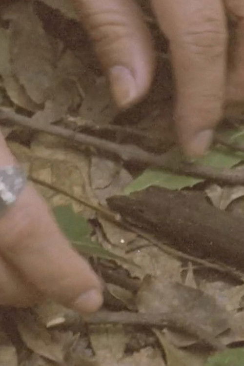 Cerca y alrededor (2023) poster