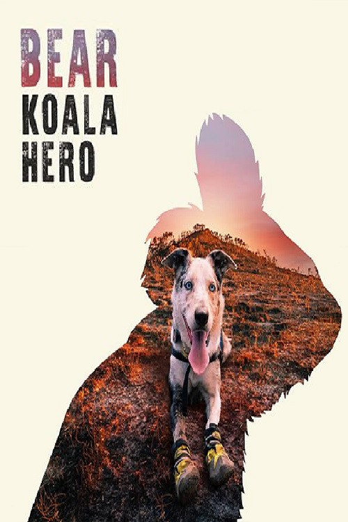Bear: Koala Hero (2020) poster