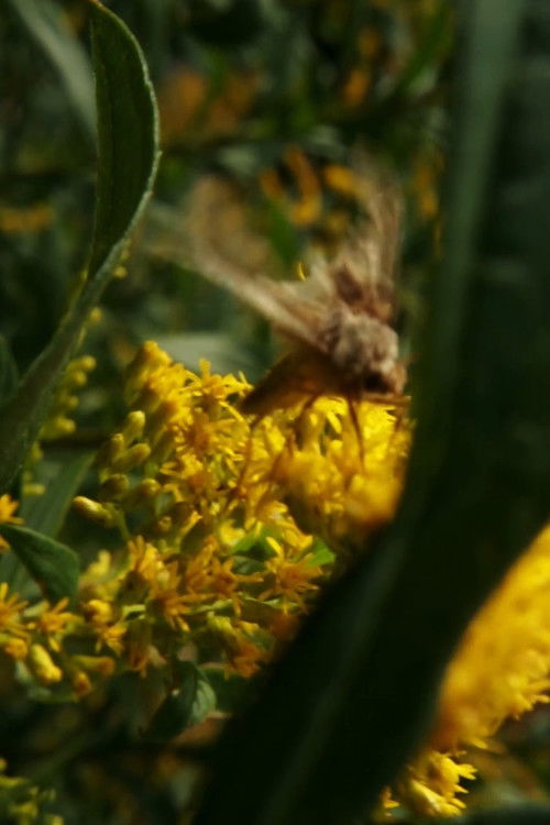 You are new November, old in eternal change (2021) poster