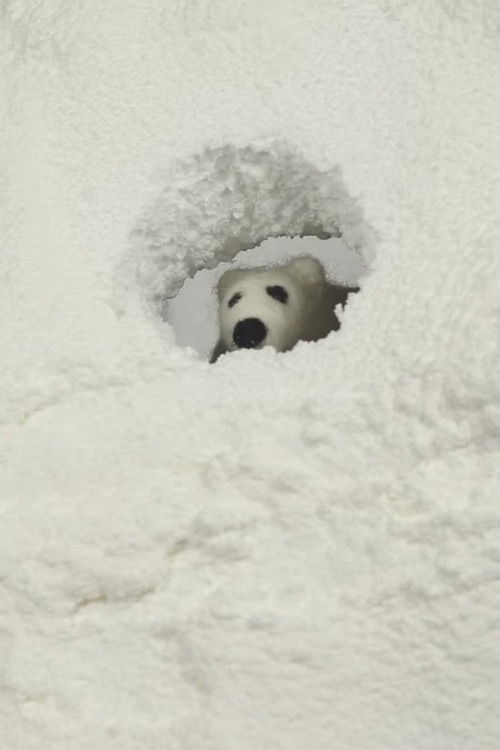 Polar Opposite (2019) poster