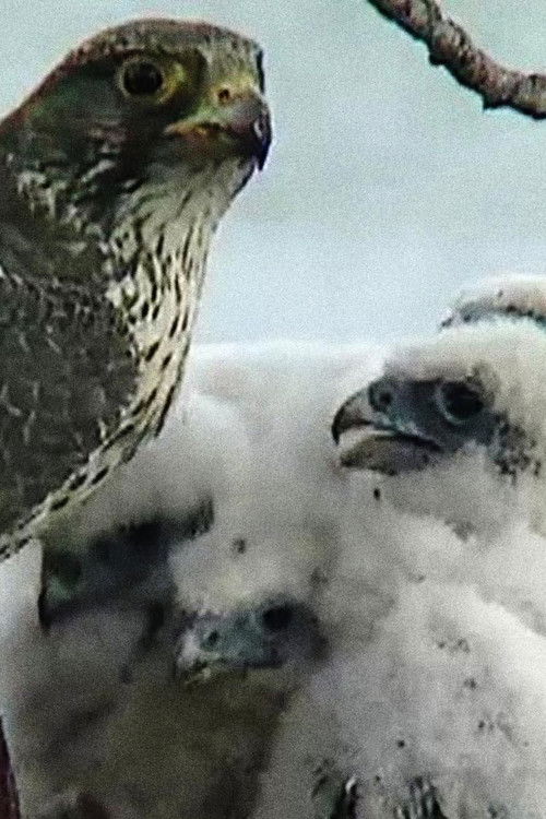 The Barrens Quest (1996) poster