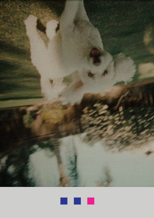 Go-Stop (2019) poster