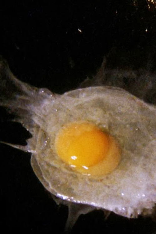 Fried Egg (2008) poster