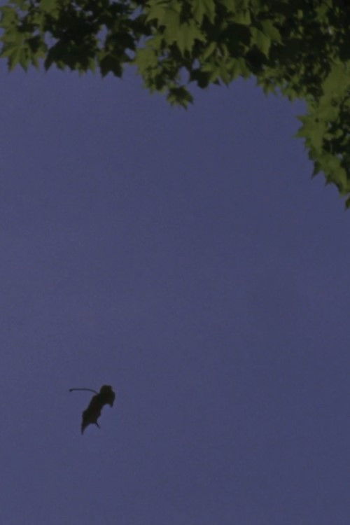 A Leaf Is the Sea Is a Theater (2017) poster