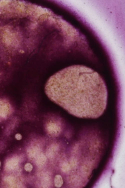 Phykos (2023) poster