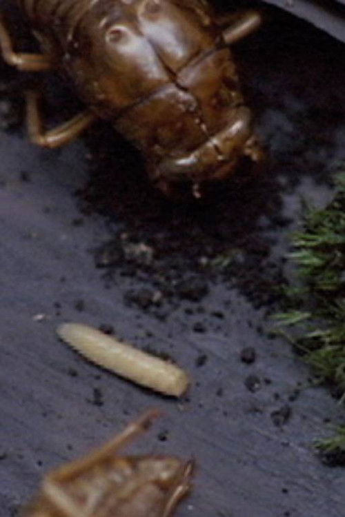 A Story Constructed of 17 Pieces of Space and 1 Maggot (2007) poster