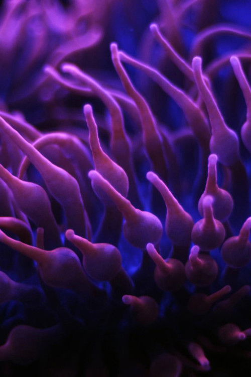 Seas of Pearls (2016) poster