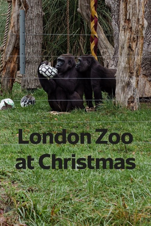 London Zoo at Christmas (2022) poster