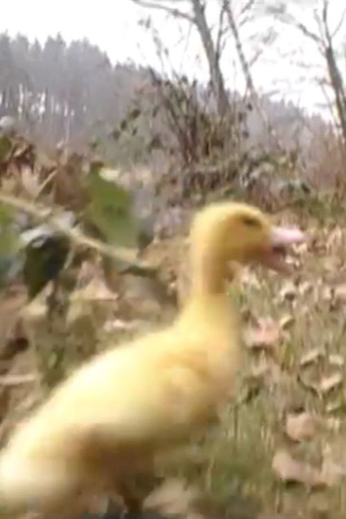 La Terre n'est pas une poubelle (1996) poster