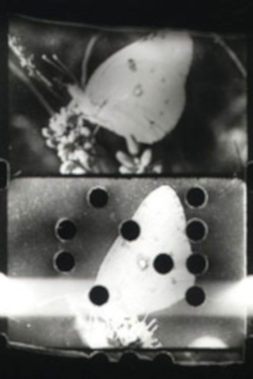 Flutter (1993) poster