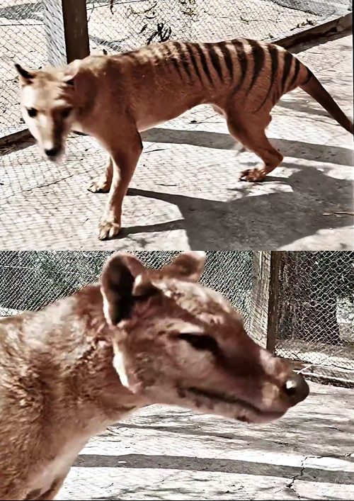 Tasmanian Tiger in Colour (2021) poster