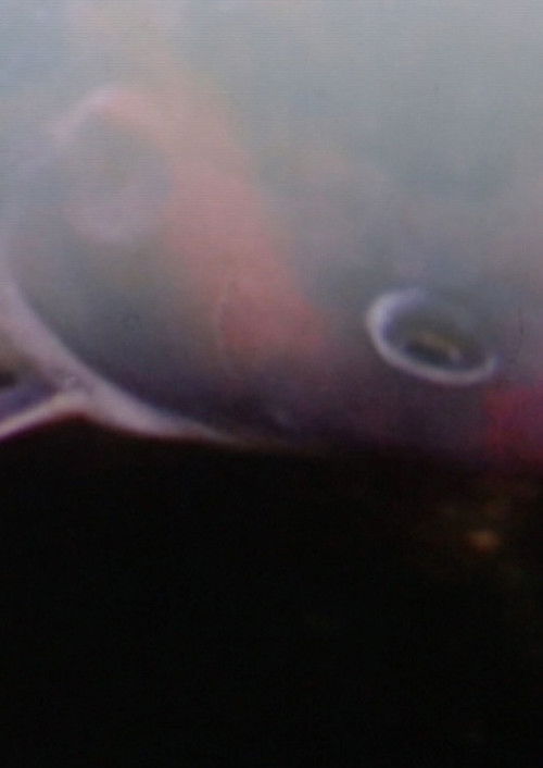 Bunte Kuh (2015) poster