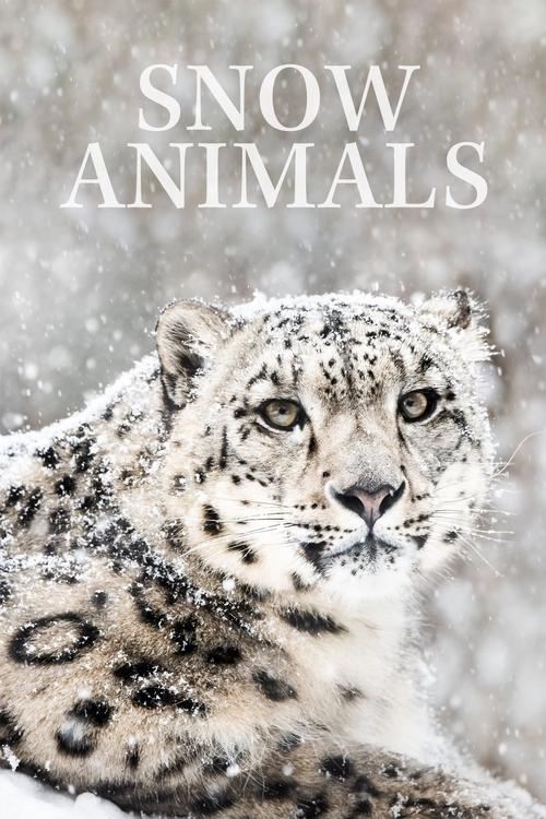 Snow Animals (2019) poster