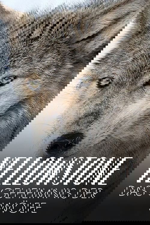 Yellowstone: The Mystery of the Wolves (2018) poster