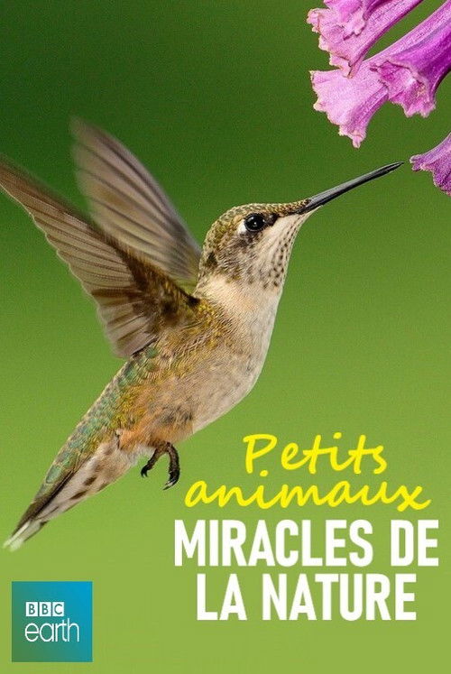 Petits animaux, miracles de la nature (2017) poster