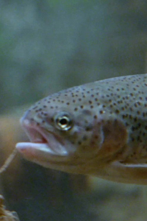 Water, Water, Everywhere ... (1971) poster