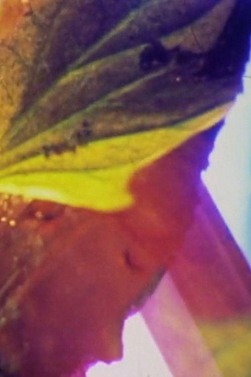 Donkey Riding (2014) poster