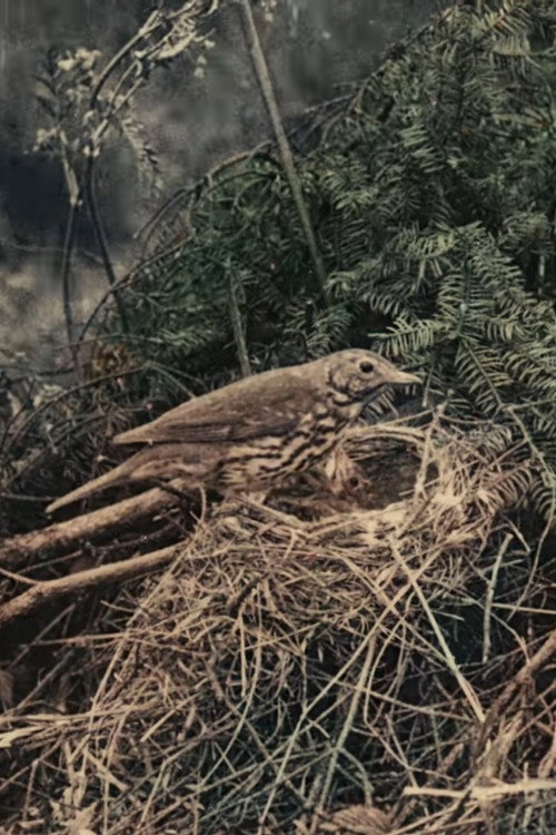 Wild Birds in Their Haunts (1909) poster