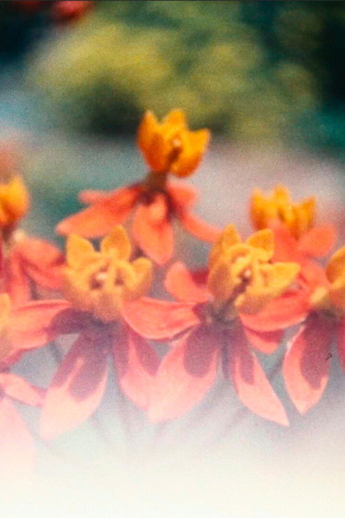 a shifting pattern (2024) poster