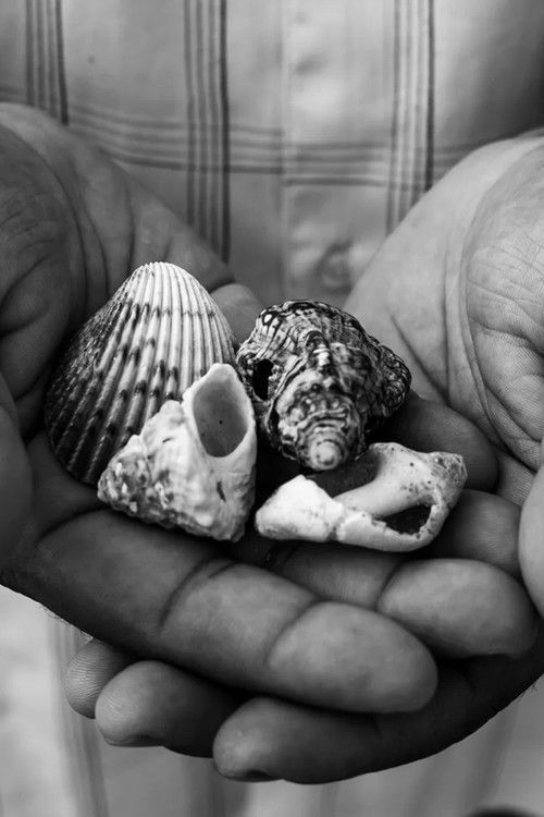 Outras histórias do mar (BNegão canta Caymmi) (2024) poster