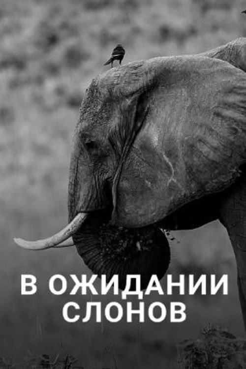 En attendant les éléphants (2013) poster