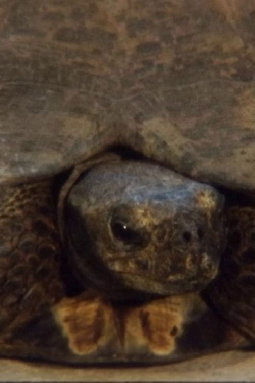 Turtle (2011) poster