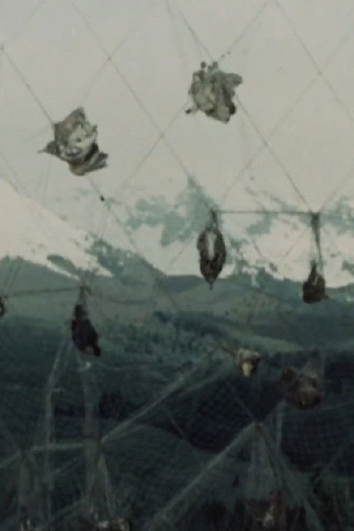 Uccellanda (1960) poster