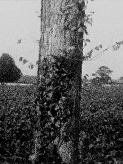 Treeline (1976) poster