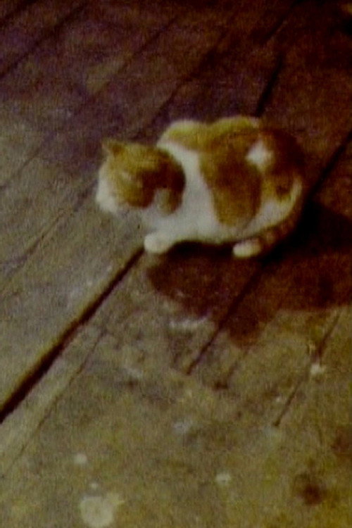 Cat (1979) poster